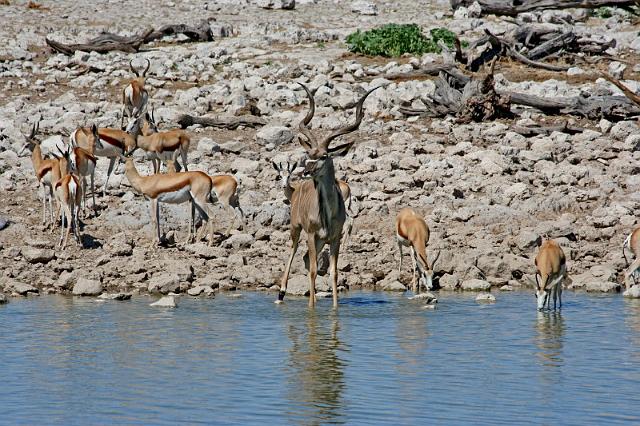 212 Etosha NP, kudu en springbok.JPG